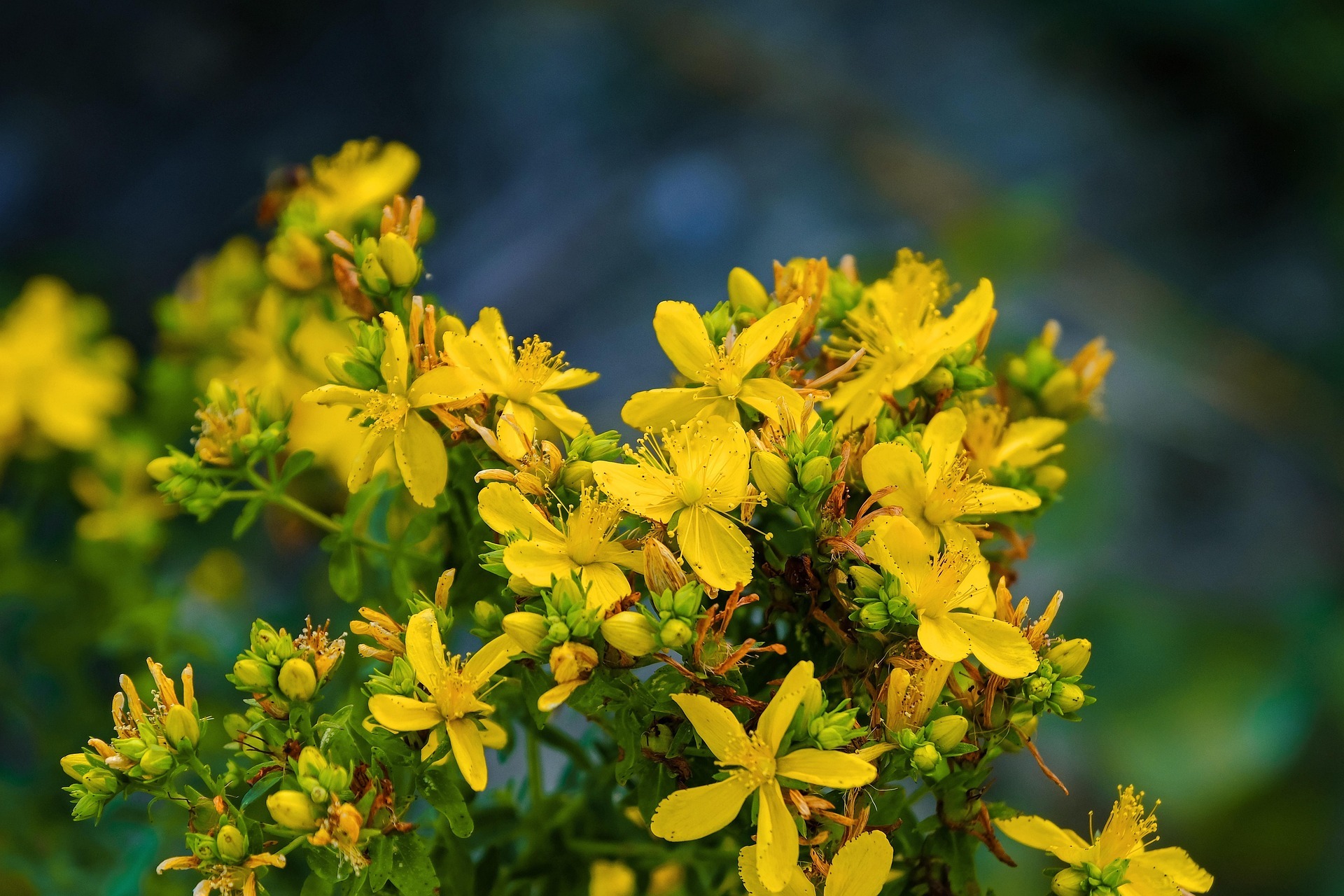 Flores de hiperico
